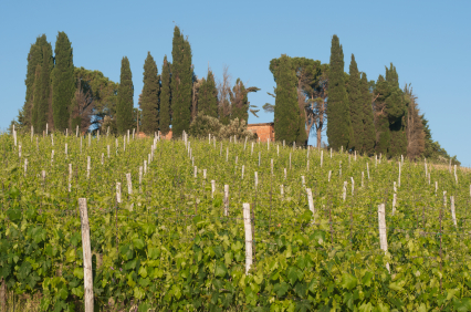 Viti e Cipressi nel Chianti